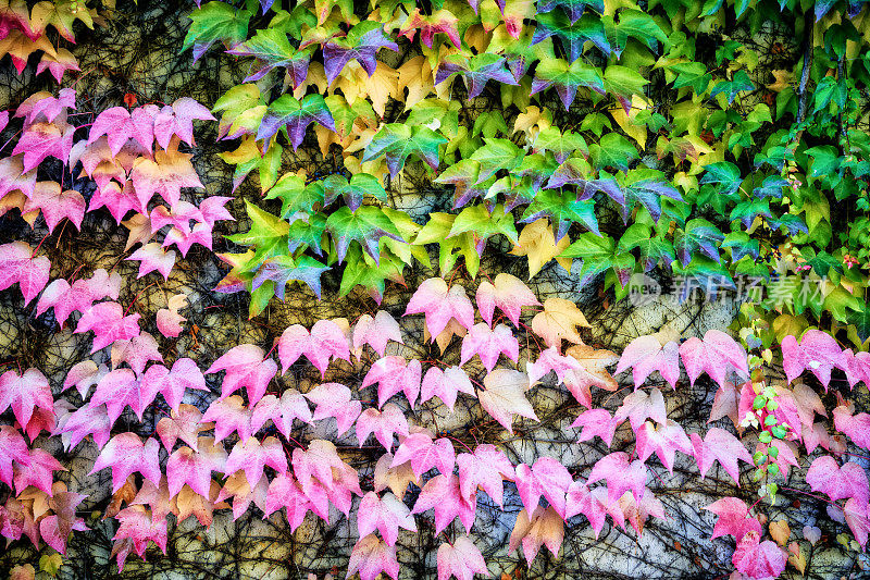 波士顿常春藤(Parthenocissus tricuspidata)的质地